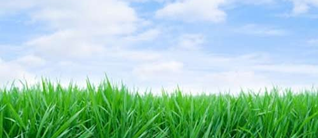 Gras